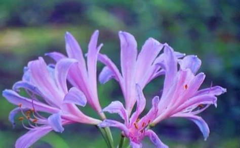 紫色鲜花有哪些代表性品种？紫色鲜花的花语是什么？