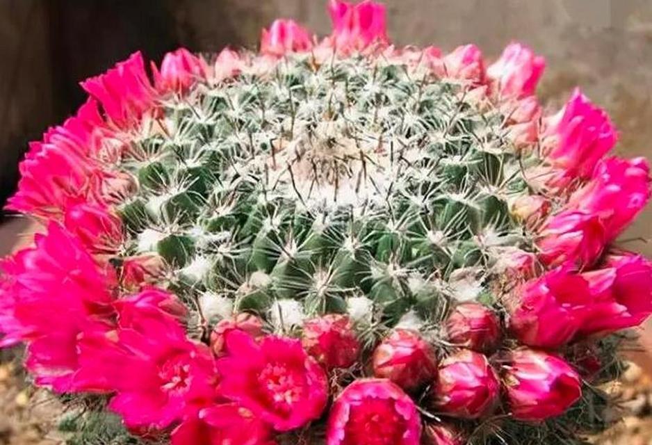 玉翁的开花时间是什么时候？