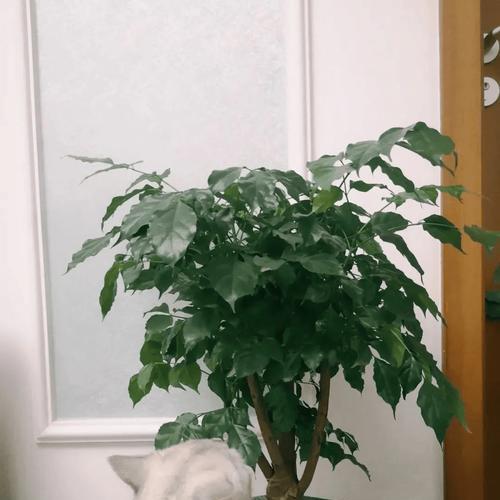 绿橡皮树的养殖方法和常见问题解答？