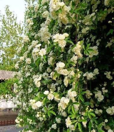 木香繁殖的正确方法是什么？