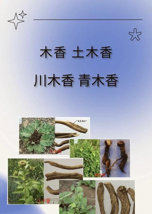 木香繁殖的正确方法是什么？