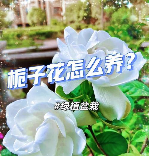 桅子花的养殖技巧有哪些？