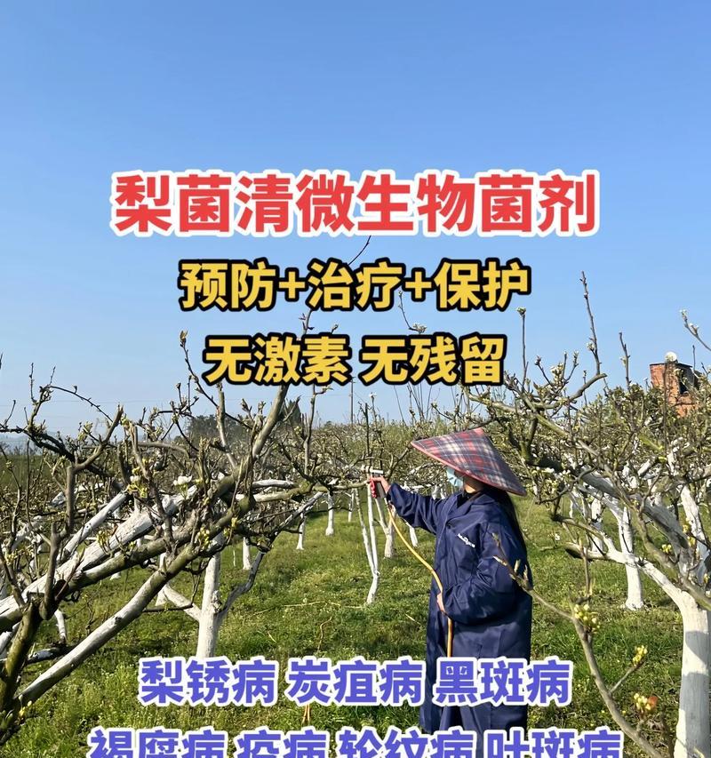 菠萝栽培的步骤是什么？如何保证高产丰收？