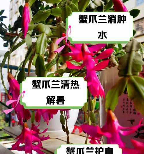 蟹爪兰的种植步骤和注意事项是什么？