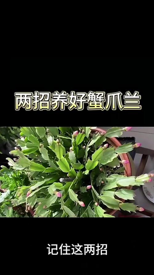 蟹爪兰的种植步骤和注意事项是什么？