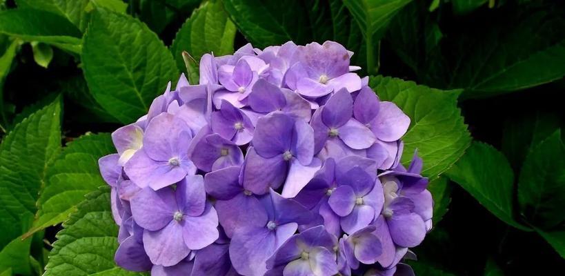 紫色花卉有哪些种类？如何养护？