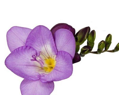 紫色花卉有哪些种类？如何养护？
