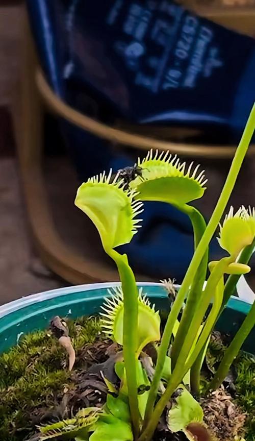 捕蝇草有哪些品种？如何选择适合自己的捕蝇草品种？