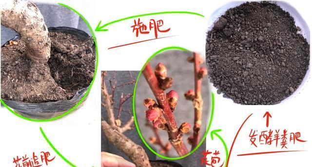 梅花盆栽养护要点？