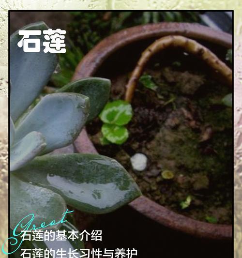 鲁氏石莲的养殖方法和注意事项有哪些？