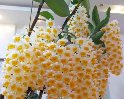 球花石斛的开花时间和条件是什么？