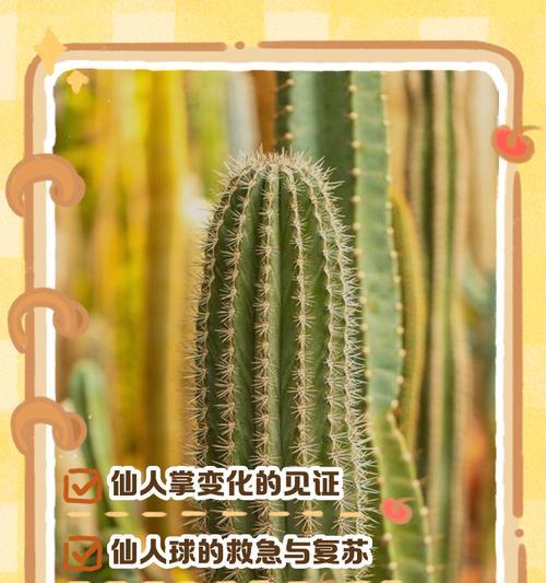 仙人球移栽的最佳时机和方法是什么？