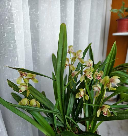 蕙兰的品种有哪些？蕙兰的种类和特点是什么？