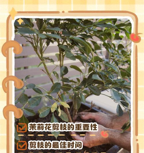 花卉修剪的正确步骤和注意事项是什么？