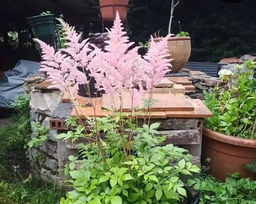 春季适合种植哪些花卉？