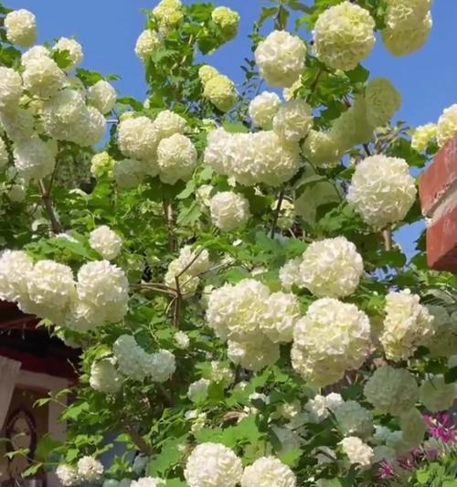 春季适合种植哪些花卉？
