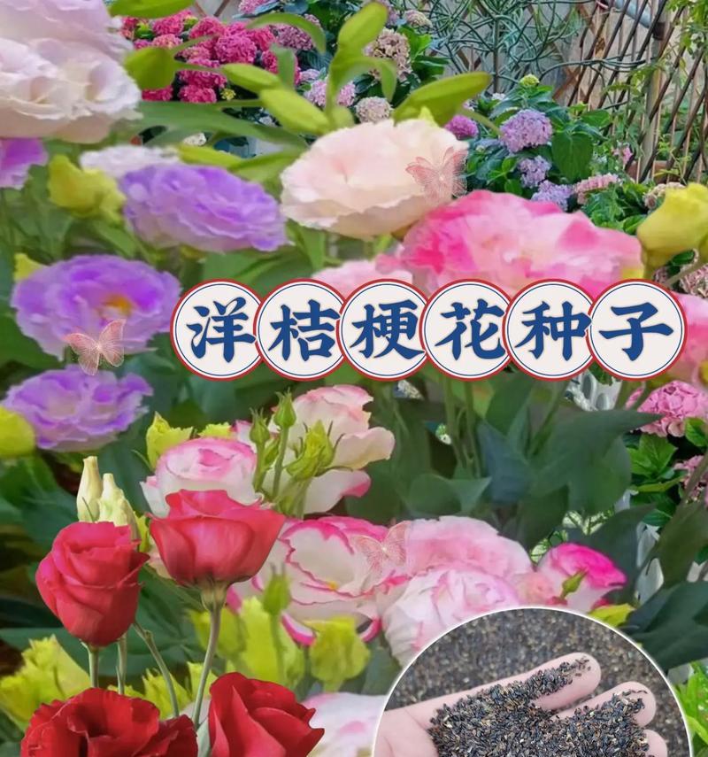 花种子播种的正确步骤是什么？