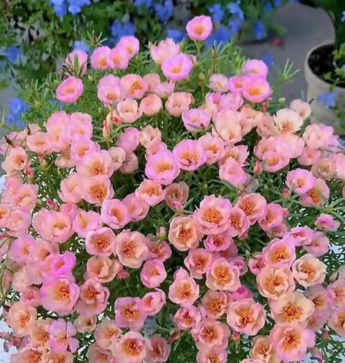 花种子播种的正确步骤是什么？