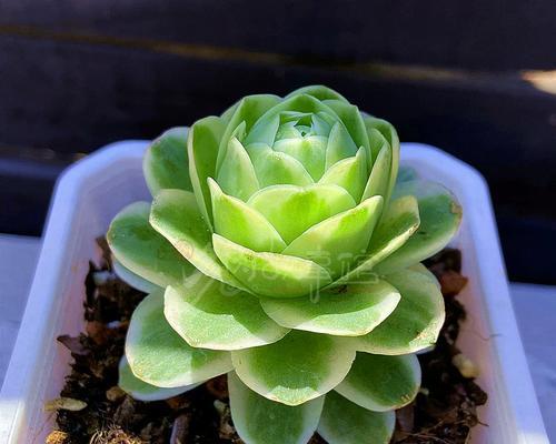 山地玫瑰品种如何分类？