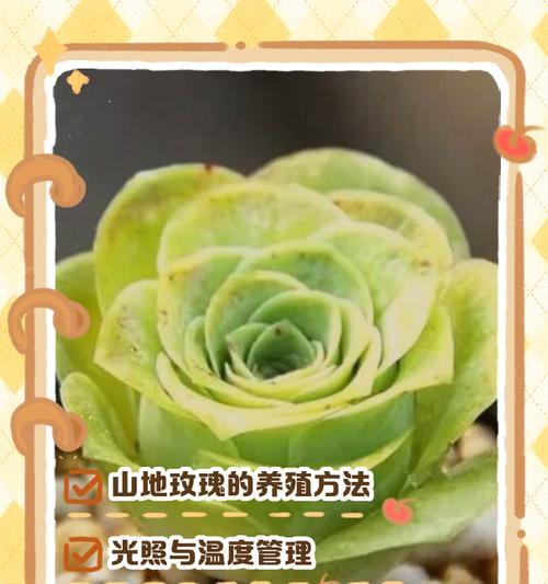 山地玫瑰品种如何分类？