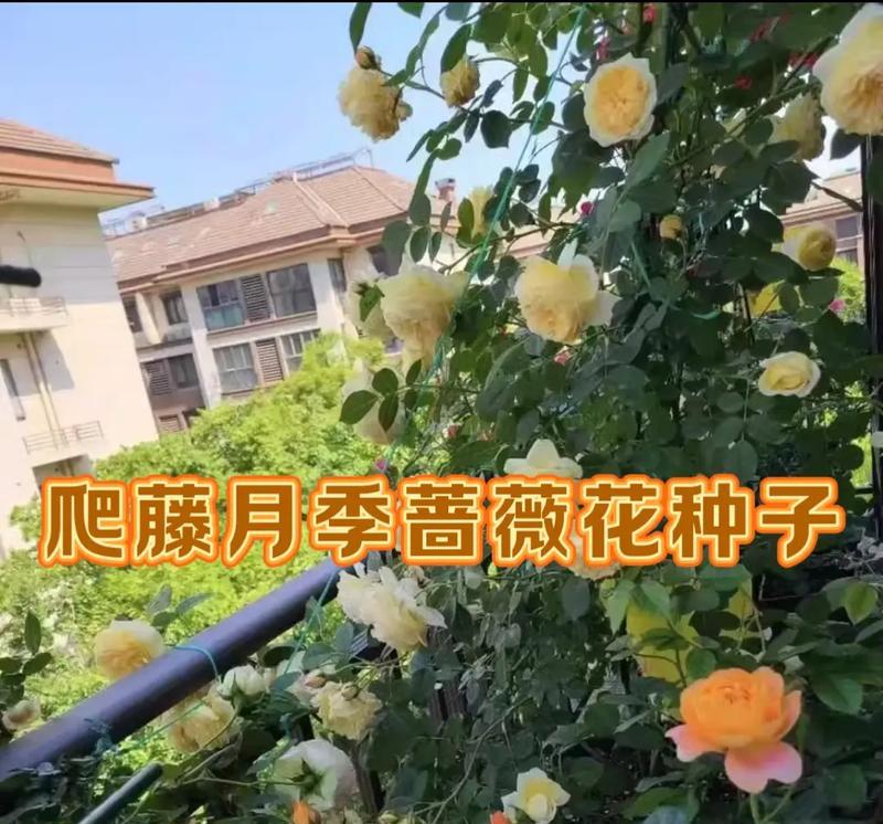 藤蔓月季的种植方法和养护要点是什么？