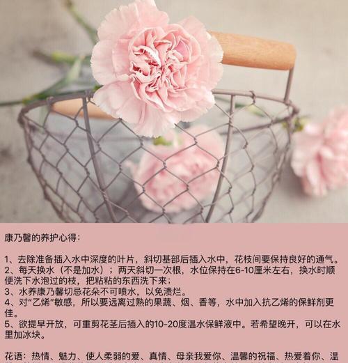 康乃馨花的养护方法和常见问题是什么？