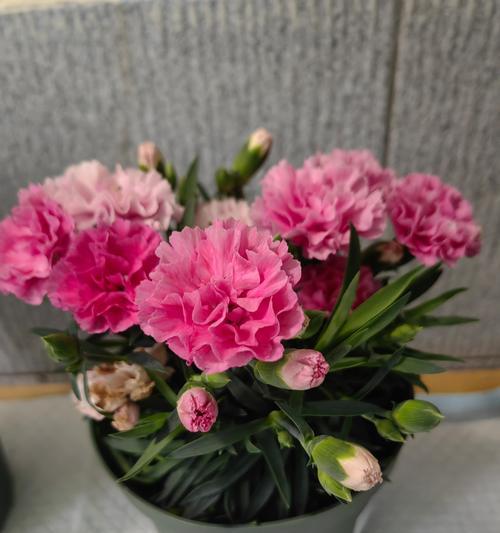 康乃馨花的养护方法和常见问题是什么？
