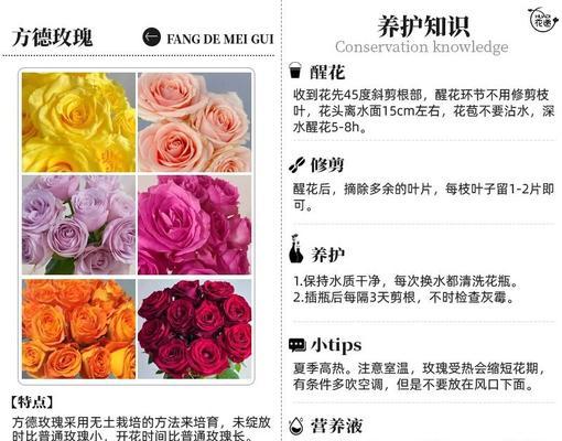 康乃馨花的养护方法和常见问题是什么？