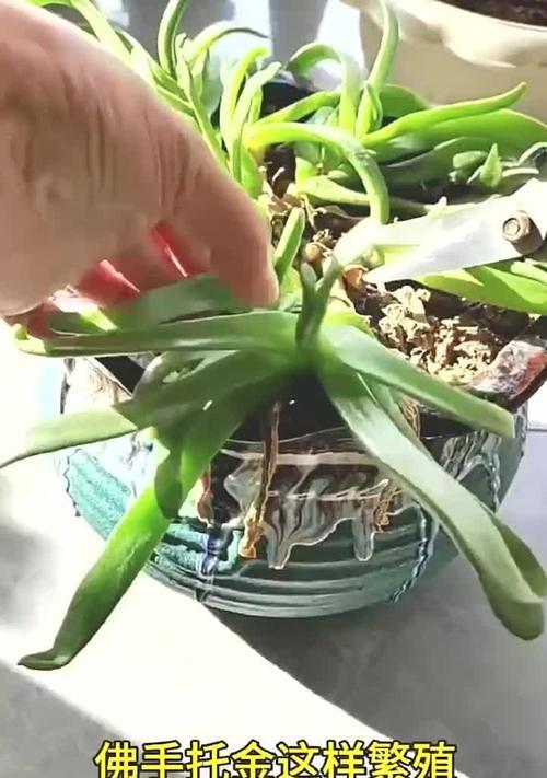 千佛手插枝步骤是什么？