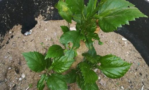 扶桑花繁殖技巧是什么？如何正确扦插扶桑花？