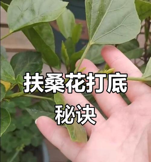 扶桑花繁殖技巧是什么？如何正确扦插扶桑花？