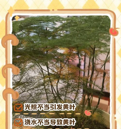 文竹黄叶的解决方法是什么？