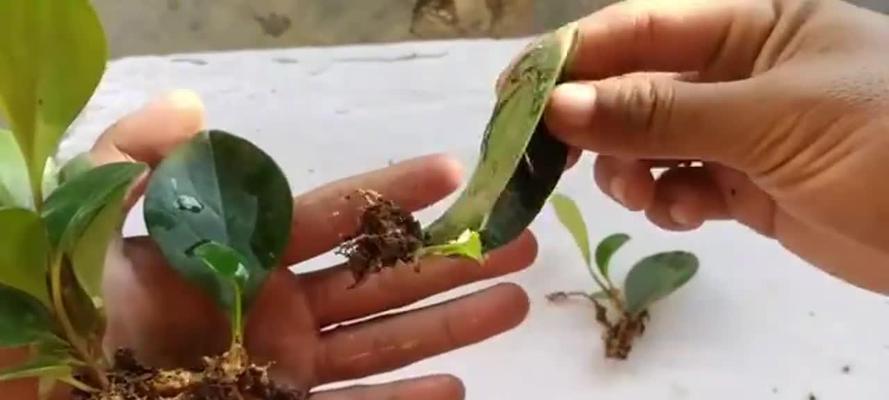 豆瓣绿的繁殖方法有哪些？如何快速繁殖？