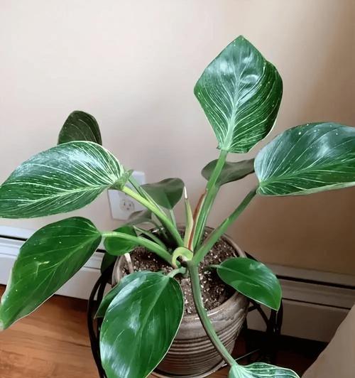盆花怎么养？有哪些常见问题需要注意？