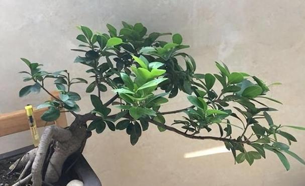 盆花怎么养？有哪些常见问题需要注意？