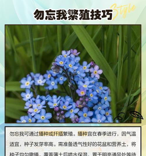 勿忘我花的养殖方法是什么？