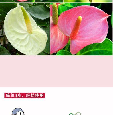 红掌施肥技巧是什么？如何正确选择肥料？