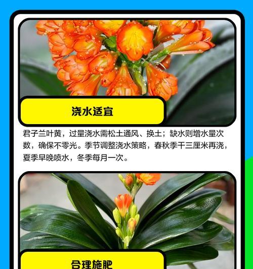 绿植叶子发黄的解决方法是什么？