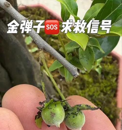 金弹子的养护要点有哪些？如何防止落叶？