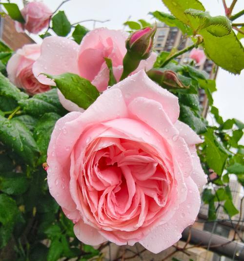 月季花的品种有哪些？不同品种月季花的养护方法是什么？