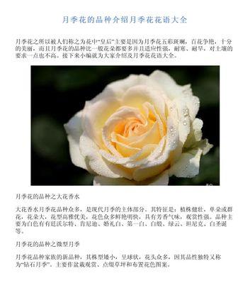 月季花的品种有哪些？不同品种月季花的养护方法是什么？