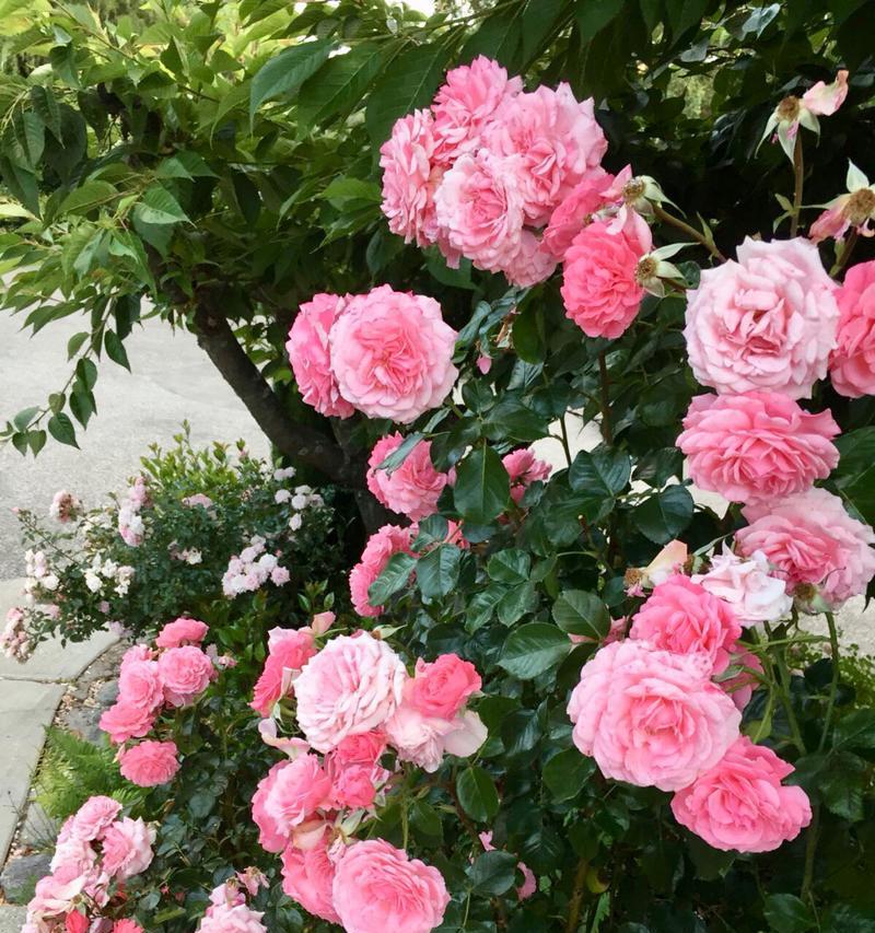 月季花的品种有哪些？不同品种月季花的养护方法是什么？
