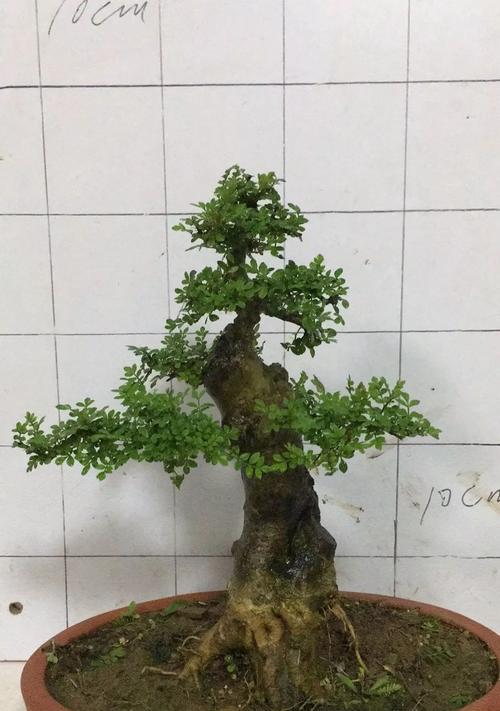白蜡盆景怎么养护？日常护理小贴士！