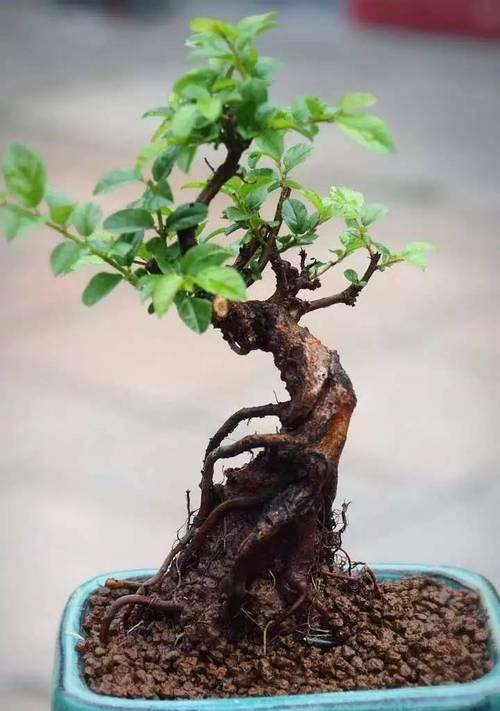 白蜡盆景怎么养护？日常护理小贴士！
