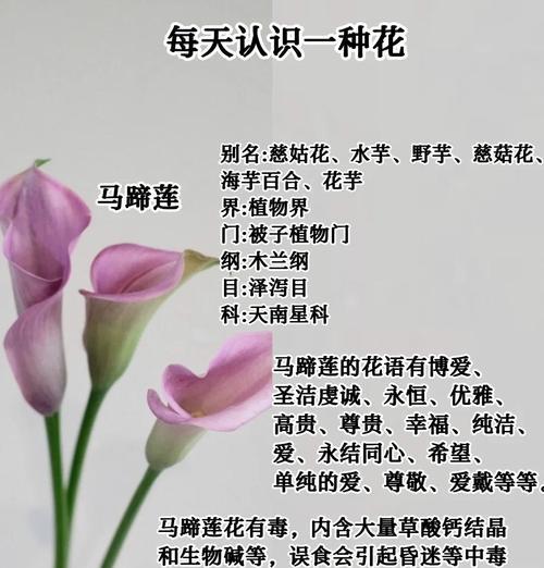 马蹄莲怎么养殖？养殖方法和注意事项是什么？