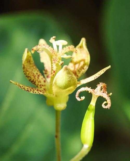 开花不良的原因是什么？如何改善植物开花状况？