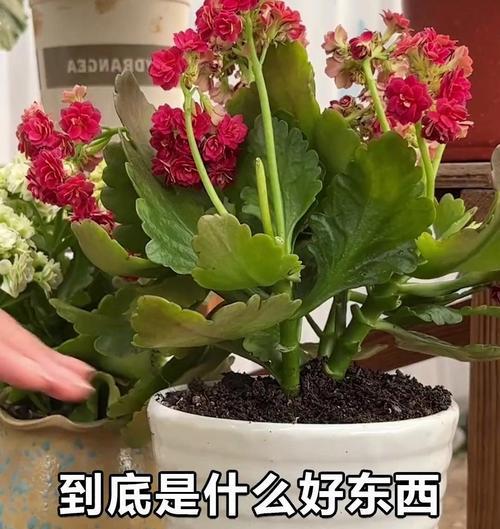开花不良的原因是什么？如何改善植物开花状况？