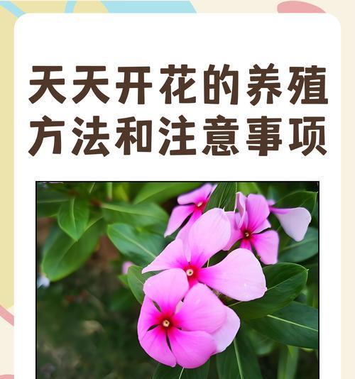 开花不良的原因是什么？如何改善植物开花状况？