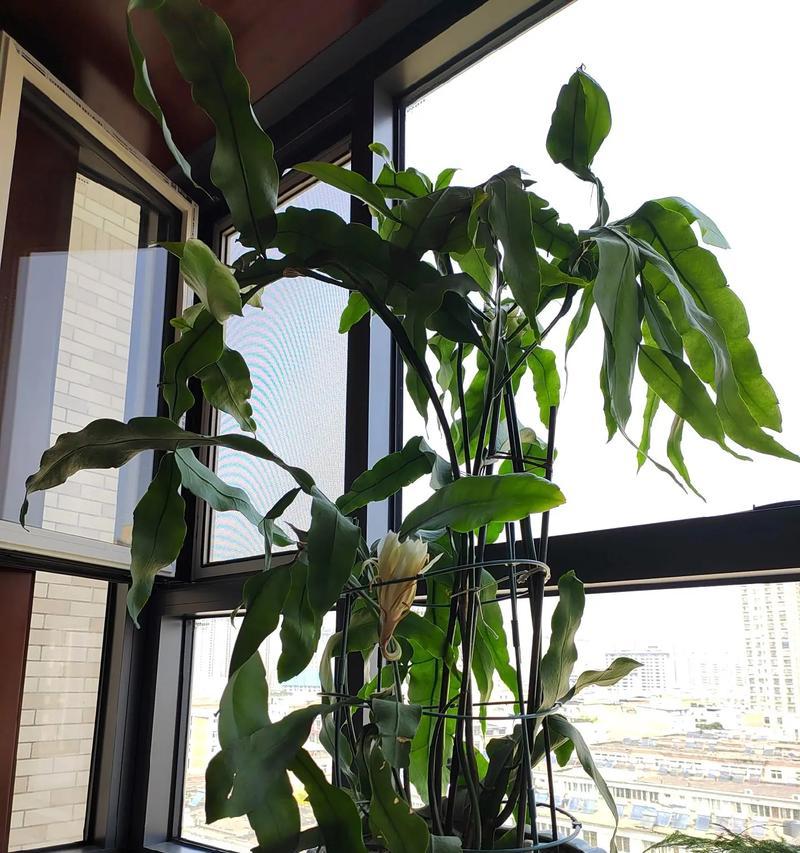 昙花的种植时间及注意事项有哪些？