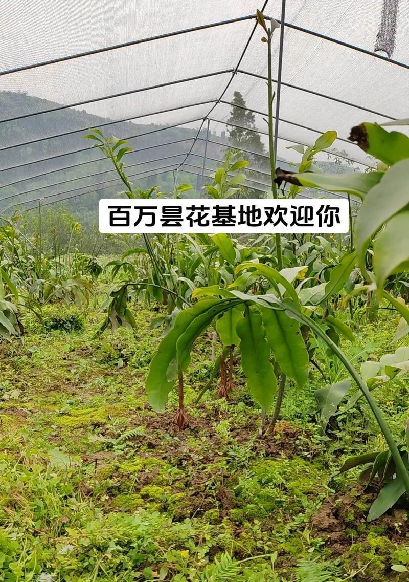 昙花的种植时间及注意事项有哪些？